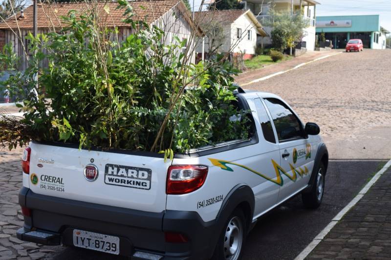 Mudas que iro embelezar Floriano Peixoto e contribuir com o meio ambiente