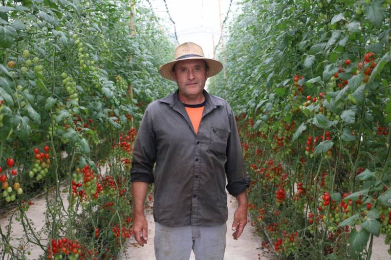 Ronaldo produtor de tomates sweet grape, beneficiado com as melhorias implantadas pela Coopernorte