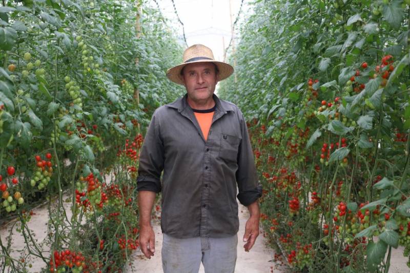 Ronaldo produtor de tomates sweet grape, beneficiado com as melhorias implantadas pela Coopernorte